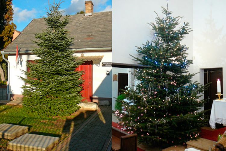 A Fekete István Múzeum kertjéből érkezett a kertvárosi Szent István Templom karácsonyfája