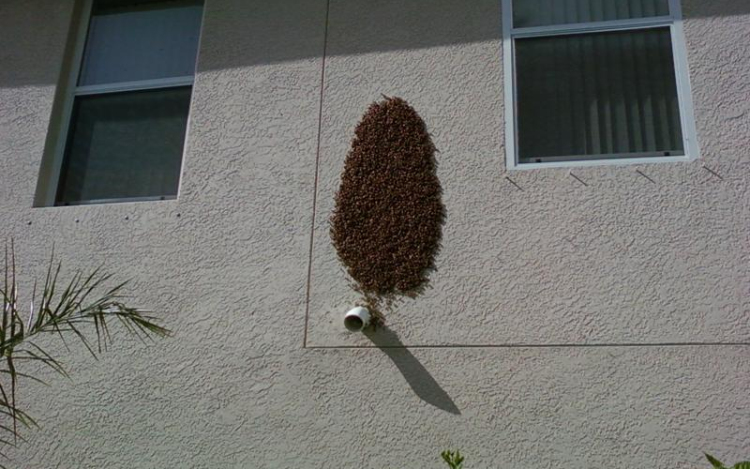 OMME: méhraj észlelése esetén forduljon szakemberhez