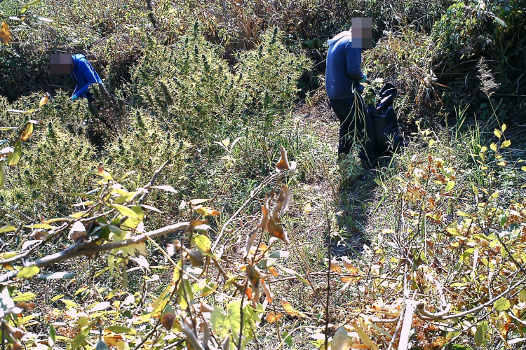Vadkamera buktatta le drogtermesztőket