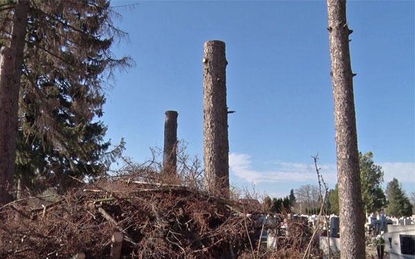 Kivágták az elszáradt fákat az újdombóvári temetőben