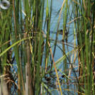 Deltások a Zselicben