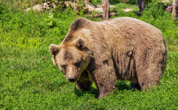 Medve támadott meg egy magyarországi zarándokot a Szent Anna-tónál