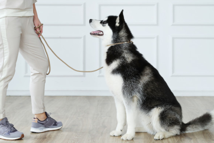 Szervezett veszettség elleni eboltás lesz Dombóváron