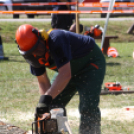 Felbőgtek a motoros fűrészek Ropolypusztán 